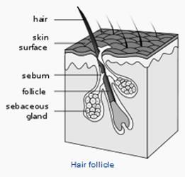 Hair Follicle InfoGraphic